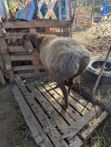 Бараны, овцы: Продаю | Овца (самка) | Арашан | Для разведения | Племенные — 19