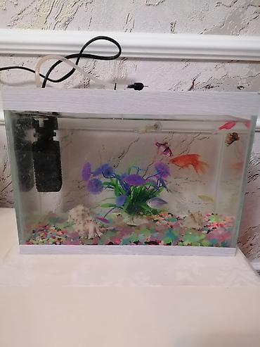 akvarium aksesuarlari: Dördbucaq akvarium, 6 l, Ünvandan götürmə — 5