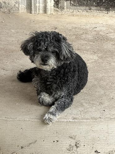 quru it yemi: Pudel, 9 ay, Erkək, Peyvəndli, Ünvandan götürmə, Ödənişli çatdırılma — 1