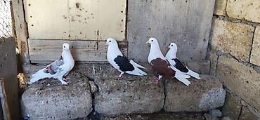 ordək balası və cucə: 2cüt qoşa çəp ağ quyruq isə bir din 4dü 70 manat — 1