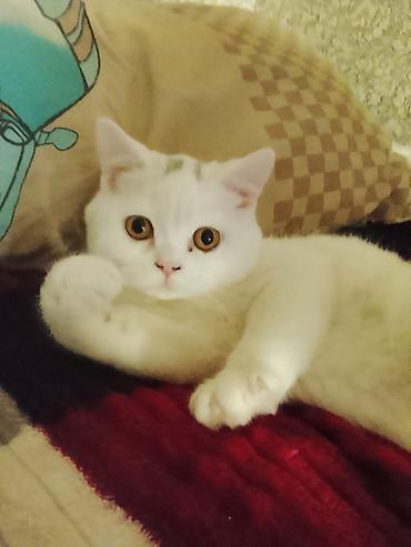 ev piwikleri: - Ağ tüklü, qısa tüklü pişik - Böyük, bal kimi rəngdə gözlər - Yumru — 1