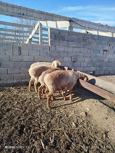 Баран, овца: Продаю | Овца (самка) | Эдильбаевская | Для разведения at lalafo.kg — 8 Баран, овца: Продаю | Овца (самка) | Эдильбаевская | Для разведения — 8