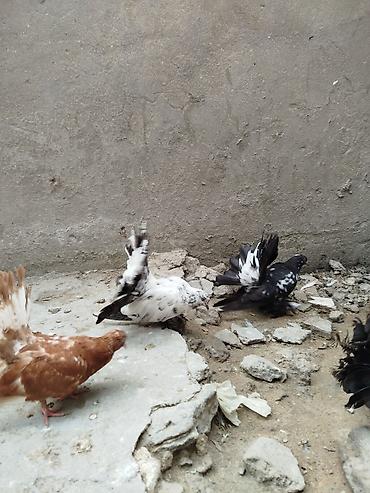 göyərçin satışı: Salam əleykum.Pavlin göyərçinləri satılır.Pavlinlər cavan Erkey və — 2