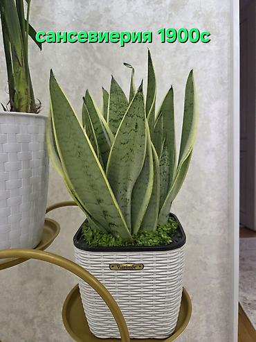 Драцены и Сансевиерии: Сансевиерия (Sansevieria, «щучий хвост») в горшке. Описание: - — 2