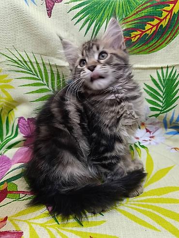 Животные: Мейн-Куны🥰. Предлагаются Шикарные котики от элитных, титулованных — 2