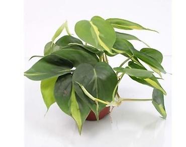 Otaq bitkiləri: Сциндапсус N-Joy — 12