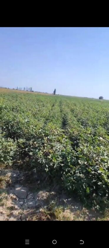 lenkeran torpaq sahesi: Kənd təsərrüfatı