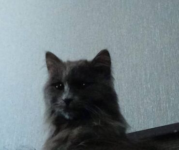 шотландская вислоухая кошка черная: 11 месяцев, Девочка, Метис, Приучена к лотку, Проглистована