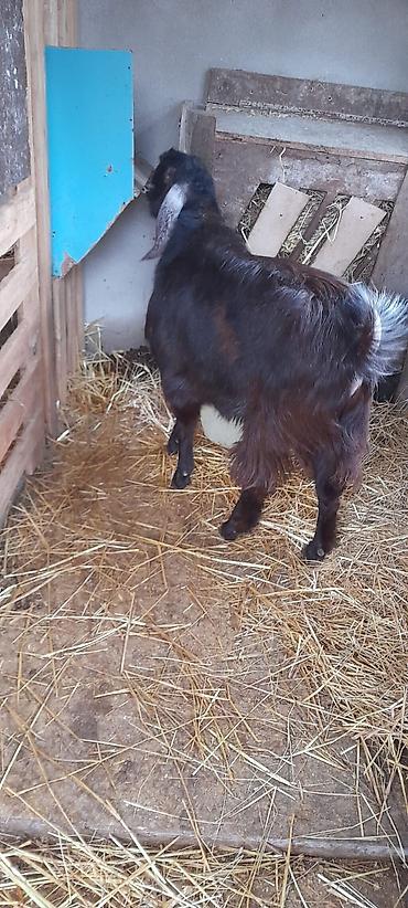 Keçilər, çəpişlər: Damazlıq keçi 10 ayliqdi — 4