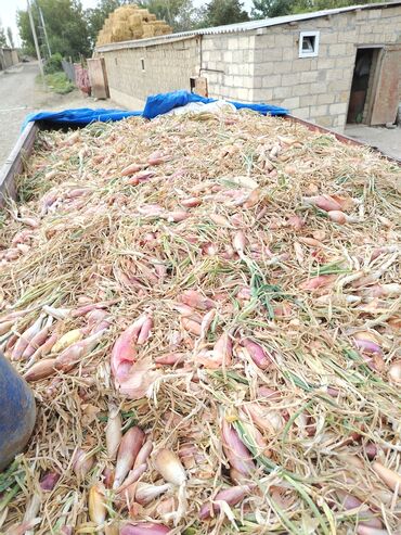 Qaşıqlar: Məhsul: Şalot soğanı (Allium ascalonicum) - Fermer təsərrüfatından