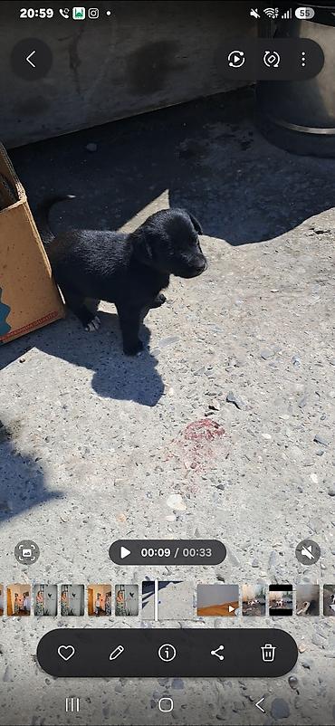 1 ay, Peyvəndli lalafo.az -da 1 ay, Peyvəndli
