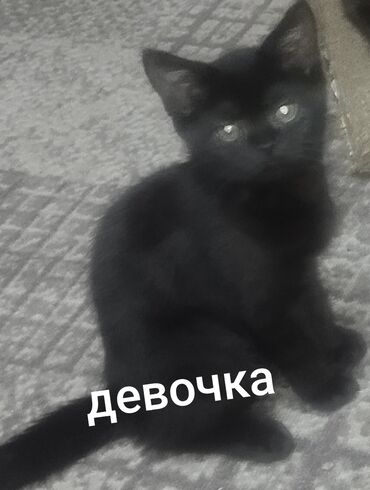 нашли кошку: Скотиш Фолд (Шотландская вислоухая), 2 месяца, Девочка, Рыжий, Проглистована