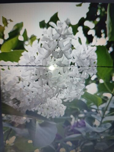 Садовые цветы и кустарники: Саженцы цветка: Платная доставка — 20