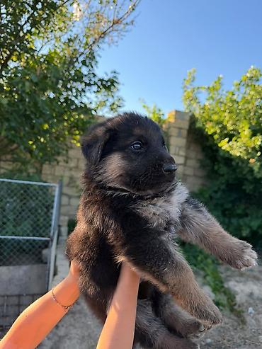 İtlər: Alman çoban iti, 1 ay, Erkək, Peyvəndli, Ödənişli çatdırılma — 6