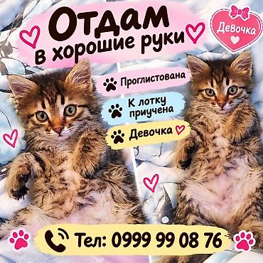 кошка жалал абад: Мышык бекер берилет: Породасыз, Ургаачы — 1