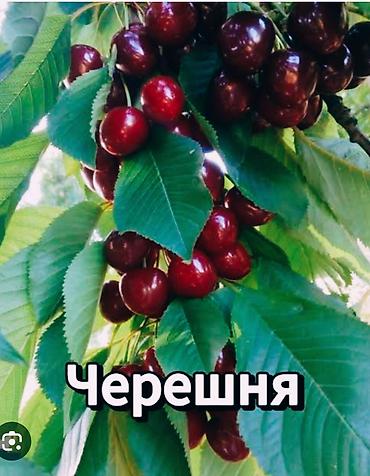 Черешня: Черешня Оптом — 13