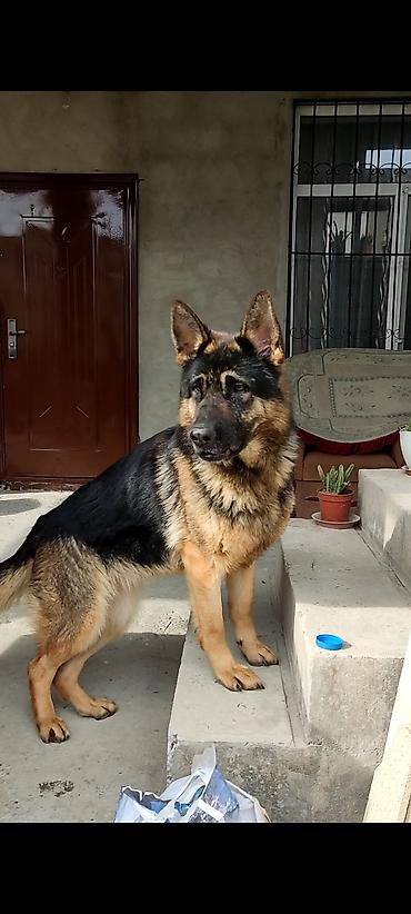 balaca cins itler: Alman çoban iti, 3 il, Erkək — 3
