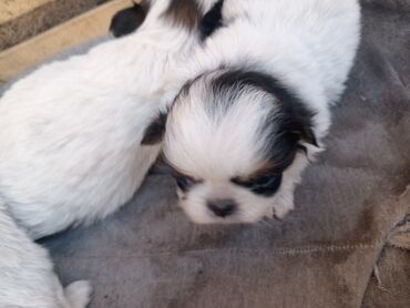i̇tlər pekines: Pekines, 1 ay, Dişi