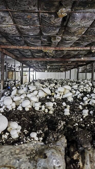 Toxumlar: Salam hərvaxtınız xeyir, "CHAMPION GROUP" olaraq sizlərin qarşısına — 3