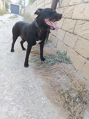gencede itler: Pitbul, 1 il, Erkək, Peyvəndli — 5