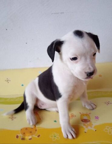 Psi: Na prodaju štenci Američkog staforda,oštenjeni 24.januara,očišćeni od na lalafo.rs — 10 Psi: Na prodaju štenci Američkog staforda,oštenjeni 24.januara,očišćeni od — 10