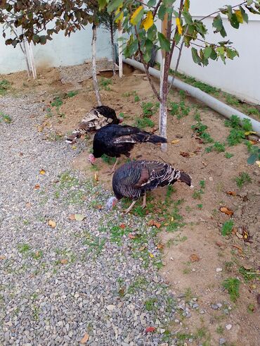 Cücələr: Hinduşka cücələri, Damazlıq — 16