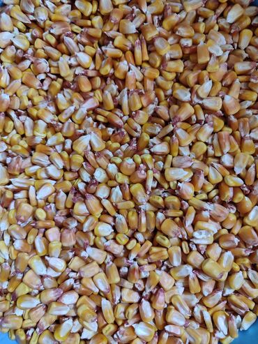 redmi 6 pro цена в бишкеке: Продаётся местная семенная кукуруза. Цена:80сом