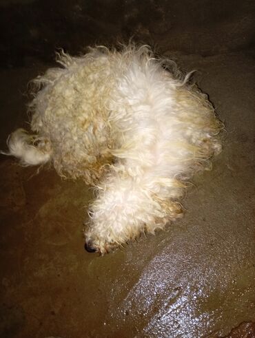 İtlər: Pudel — 4