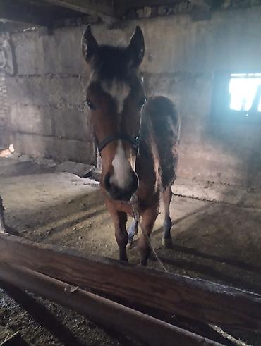 Лошади, кони: Продаю | Кобыла (самка) | Рабочий | Мерин — 7