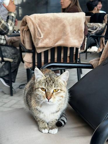 Кошки: Отдаю котенка в добрые руки, нашли на улице
Очень ласковая и спокойная — 1