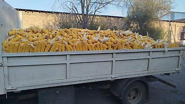 шпиц собака цена бишкек: 🌽🌽🌽Жугору Сатылат 🌽🌽🌽Продаю Кукурузу ✅✅✅качество 💯💯💯 — 2