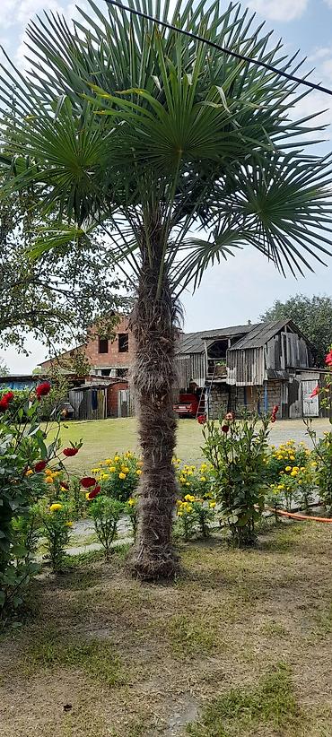 agac tingleri satilir: Trachycarpus fortunei (Hanım Xurma/Çinə xurması) ağacı - Təxminən 4–5 — 2