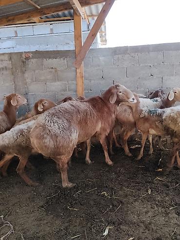 корова молочная купить: Продаю | Овца (самка) | Для разведения | Матка — 2