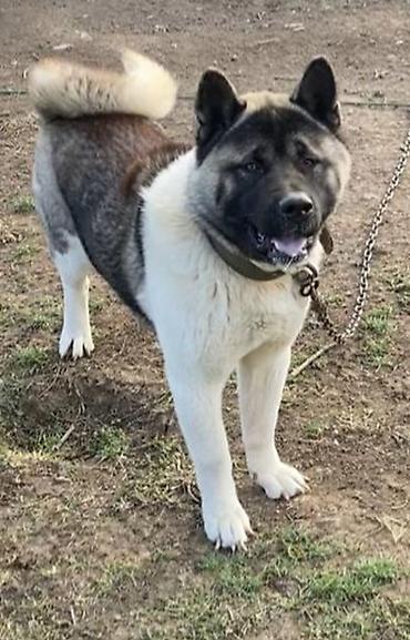 it satislari: Akita-inu, Erkək, Sənədli — 7