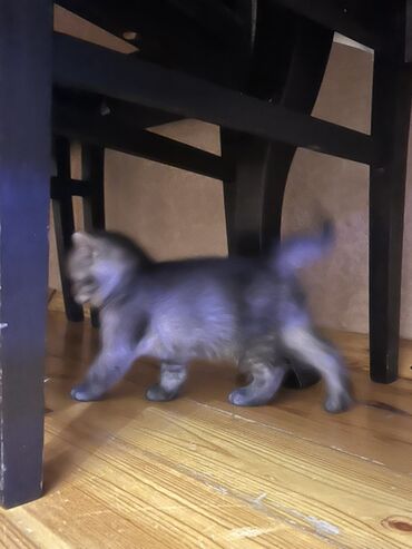 Pişiklər: Temiz qan shinshila balalari satilir. 15 .11.25 ilde dogulublar. yemek — 16