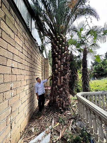 lobzik satisi: 🌴 PREMİUM FİNİK PALMASI SATILIR! 🌴 ✨ Bağ, villa və həyət üçün çox — 2