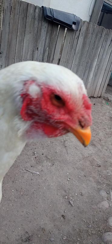 Птицы: Продаю Инкубационное яйцо Чисто кровных даканов разных пород: Китаец — 14