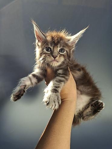 🐾 Продаются котята мейн-кун — мальчики с характером В помёте всего 3