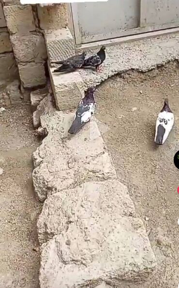 Göyərçinlər: İran şirazi miz kekili ana ata balaları 1 i 35 m dan
