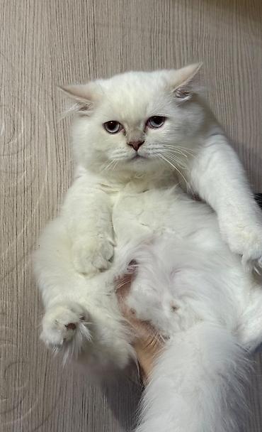 maine coon satisi: Şotland uzun tüklü, Erkək, Yaxşı əllərə, Ünvandan götürmə, Pulsuz çatdırılma, Ödənişli çatdırılma — 7