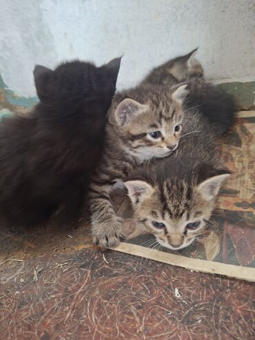 корм для кошек: Продажа кошек