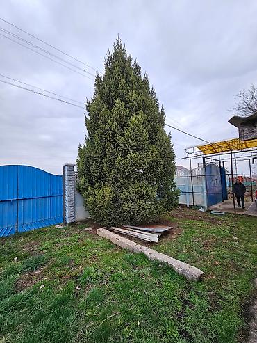 мед бишкек: Продаю благородную елку, высота 6-8 метров. Находится в Ысык ате — 2