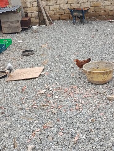 qirt toyuq: Toyuq, Damazlıq, Ünvandan götürmə