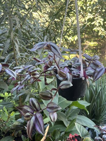 Otaq bitkiləri: Her nov guler var endirimnen verecem Gencedi istiyen yazsin satiş -da lalafo.az — 24 Otaq bitkiləri: Her nov guler var endirimnen verecem Gencedi istiyen yazsin satiş — 24