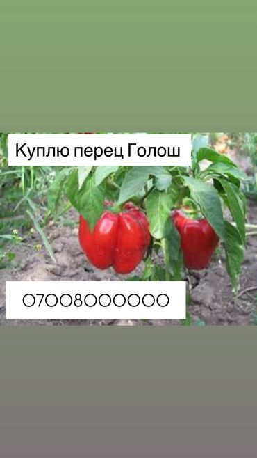 продам бумагу а4 оптом: Перец