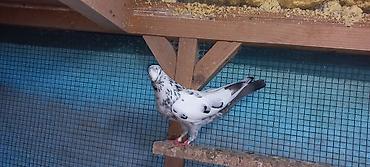 balaca ag itler: Mayadi — 1