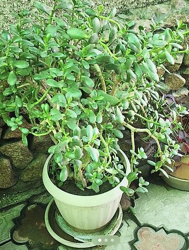 деревия: Толстянка (денежное дерево) в горшке. Размеры на фото: от средних до — 1