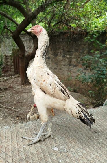 Xoruzlar: Təsvir:salam.hər heyvanın öz qiyməti var hamsını götüren olsa biraz — 14