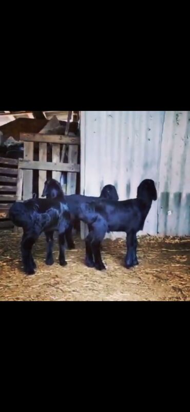 Qoyunlar, qoçlar: Qarabaş/Karakul tipli qoyunlar və quzular - Rəng: tünd qara və — 2