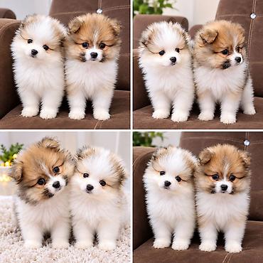 böyüməyən it cinsləri: Pomeranian Spitz balaları – iki ədəd, eyni bala yuvasından — 2